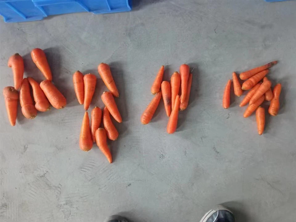 Carrot